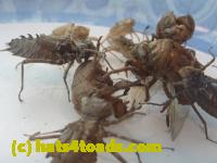 /home//u458753944/public_html/sourcegallery//////////////Insects and small critters/silliness/P1050006.JPG